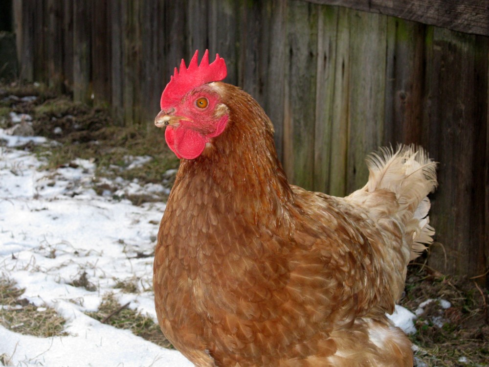 Ein Huhn im Garten