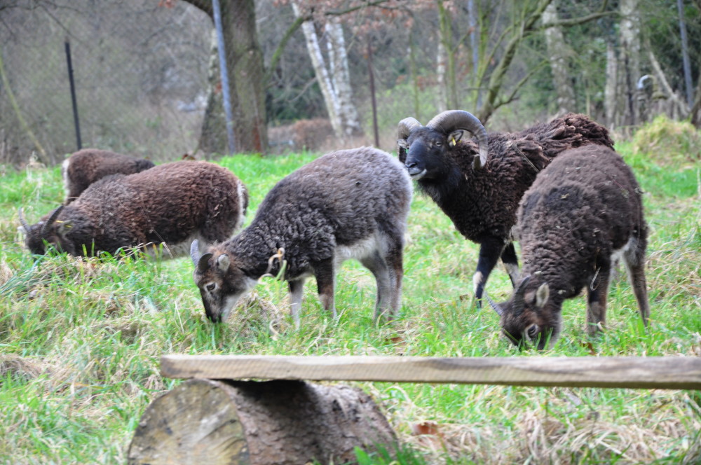 Eine kleine Gruppe Soay Schafe