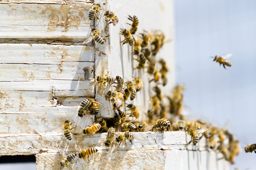 Bienen am Flugloch eines Bienenhauses.