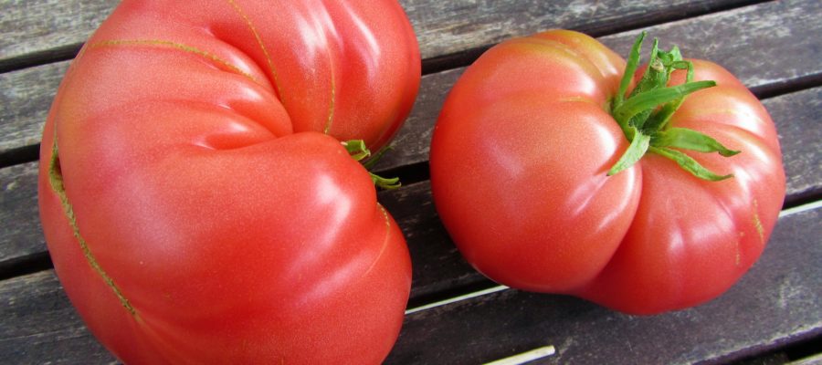 Tomate Big Rainbow